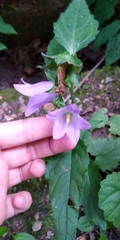 Campanula trachelium