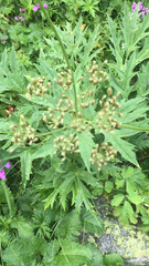 Heracleum freynianum