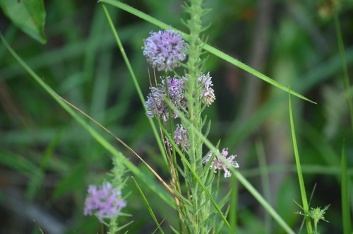 Image of Marshallia angustifolia by no rights reserved