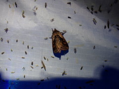 Bellura densa