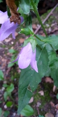 Campanula trachelium