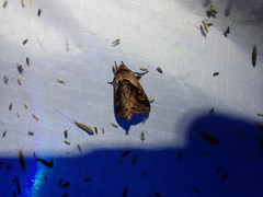 Bellura densa