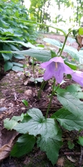 Campanula trachelium