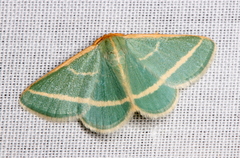 Mixocera latilineata