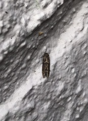 Blastobasis phycidella