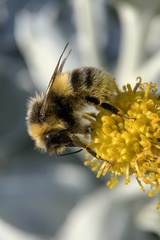 Bombus
