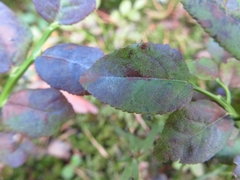 Podosphaera myrtillina