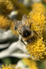 Bombus