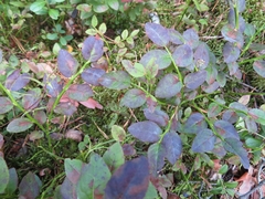 Podosphaera myrtillina