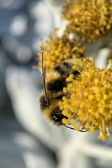 Bombus