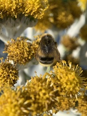 Bombus