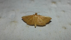 Addaea trimeronalis