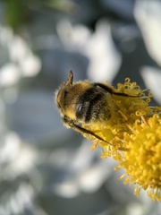 Bombus