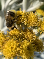 Bombus