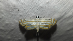 Parapoynx villidalis