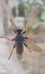 Pogonosoma maroccanum