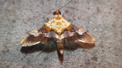 Aetholix flavibasalis