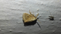 Macroplectra signata