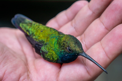 Anthracothorax nigricollis