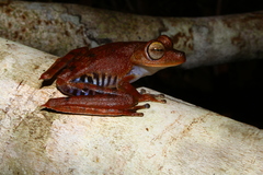 Boana calcarata