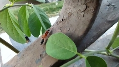 Pseudomyrmex major