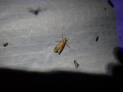 Occidentalia comptulatalis