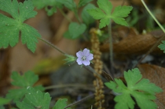 Geranium crenatifolium