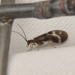 Climacia californica