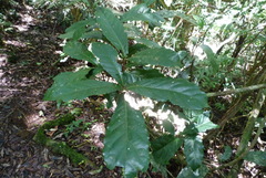 Sloanea australis