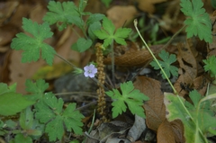 Geranium crenatifolium