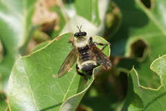 Laphria champlainii