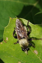 Laphria champlainii