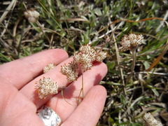 Antennaria neglecta