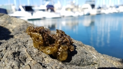 Leathesia marina