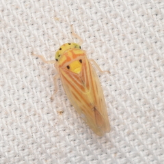 Caladonus coquilletti