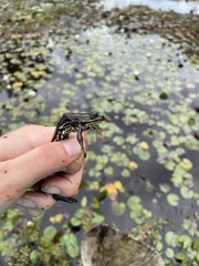 Lithobates virgatipes