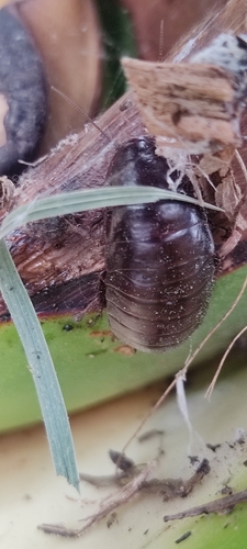Oxycercus peruvianus