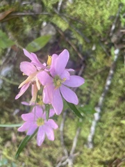 Sabatia capitata