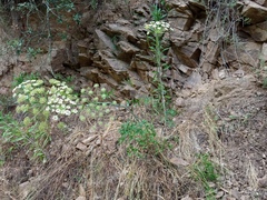 Peucedanum oreoselinum