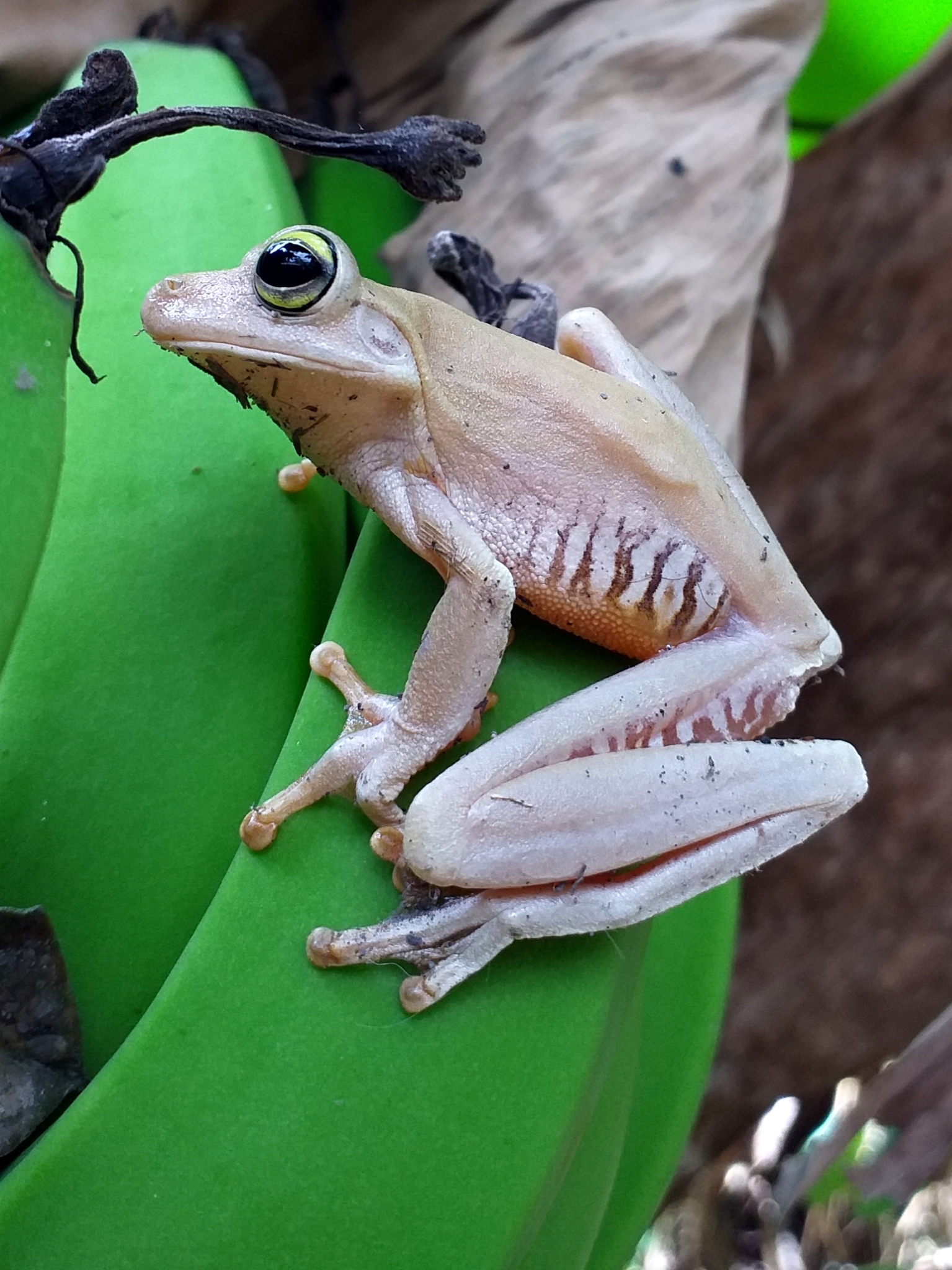 Rana platanera (Anfibios del municipio de Galeras - Sucre, Colombia.) ·  iNaturalist