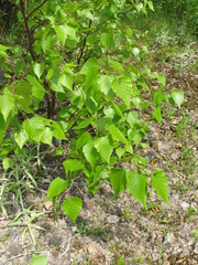 Betula × caerulea