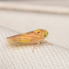 Caladonus coquilletti