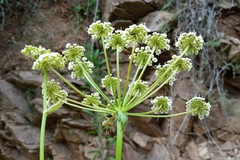 Peucedanum oreoselinum