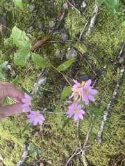 Sabatia capitata