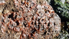 Watersipora subtorquata