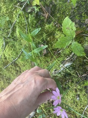 Sabatia capitata