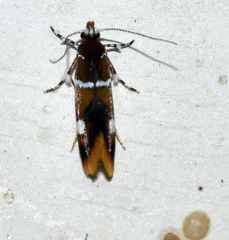 Promalactis