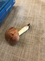 Aureoboletus auriporus