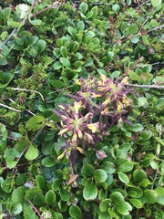 Pedicularis labradorica