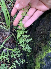 Cystopteris reevesiana